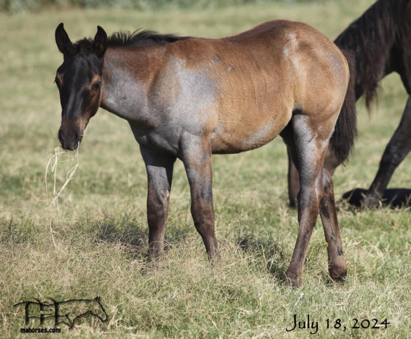Blue Tac's 2024 Roan Filly